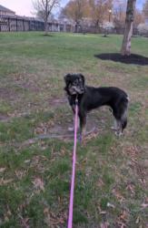 Lost Female Dog last seen Delaware ave & Franklin st , Wilmington, DE 19806