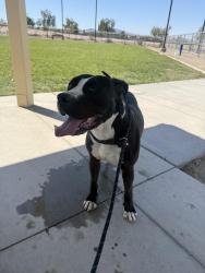 Found/Stray Male Dog last seen Hollywood and Sahara, Las Vegas, NV 89142