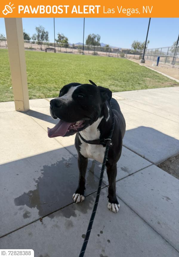 Found/Stray Male Dog last seen Hollywood and Sahara, Las Vegas, NV 89142