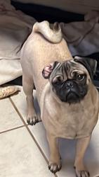 Lost Female Dog last seen Tanner & Gessner, Houston, TX 77041