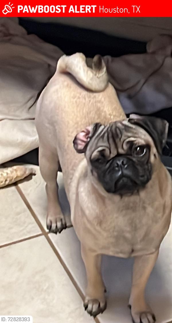 Lost Female Dog last seen Tanner & Gessner, Houston, TX 77041