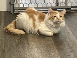 Lost Male Cat last seen On the corner of CR 6-2 and H couple hses down, Delta, OH 43515