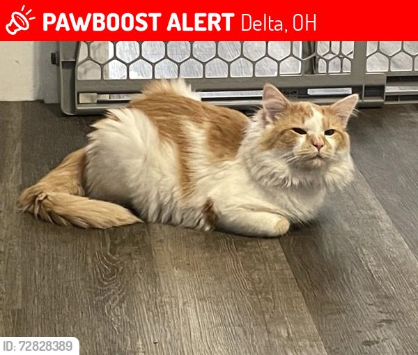 Lost Male Cat last seen On the corner of CR 6-2 and H couple hses down, Delta, OH 43515
