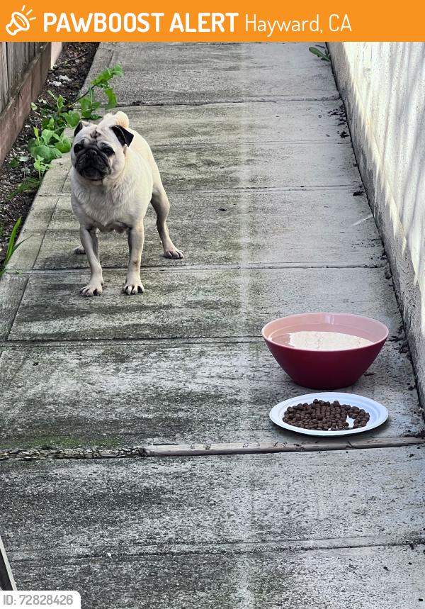 Found/Stray Female Dog last seen Chapel of Chimes, Hayward, CA 94544