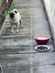 Found/Stray Female Dog last seen Chapel of Chimes, Hayward, CA 94544