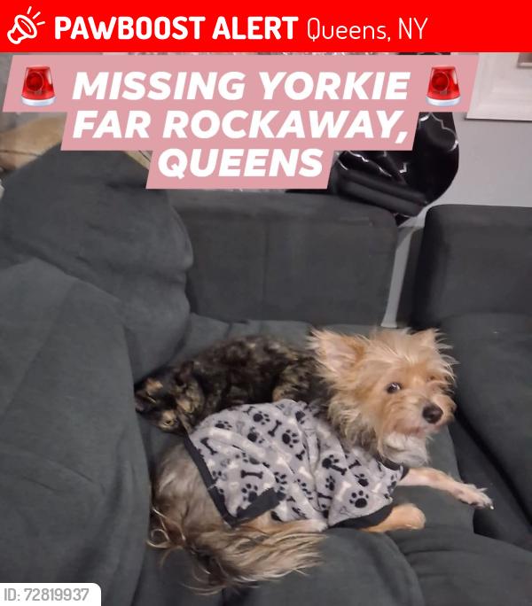 Lost Female Dog last seen (l Norton Ave & Beach 38th Street, Queens, NY 11691