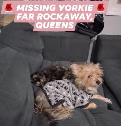 Lost Female Dog last seen (l Norton Ave & Beach 38th Street, Queens, NY 11691