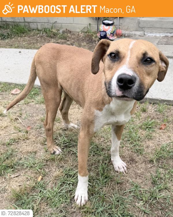 Found/Stray Female Dog last seen Walmar Dr Macon GA, Macon, GA 31206