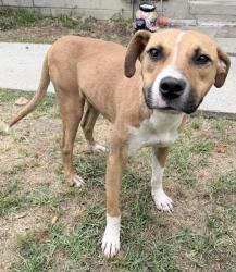 Found/Stray Female Dog last seen Walmar Dr Macon GA, Macon, GA 31206