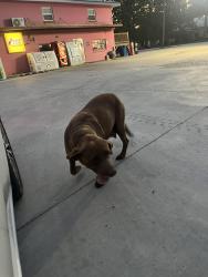 Found/Stray Female Dog last seen gold grain road , Golden Grain Rd, LA 70529