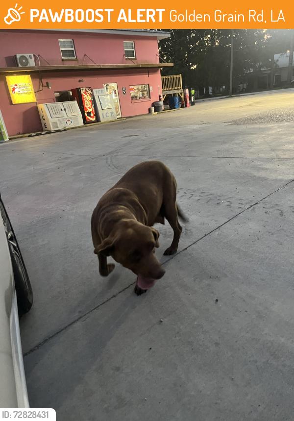 Found/Stray Female Dog last seen gold grain road , Golden Grain Rd, LA 70529