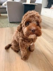 Reunited Female Dog last seen Hidden Valley and Camino De los Ondas, Carlsbad, CA 92011