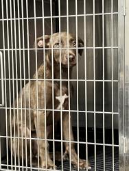 Found/Stray Female Dog last seen College park dr, Conroe, TX 77384
