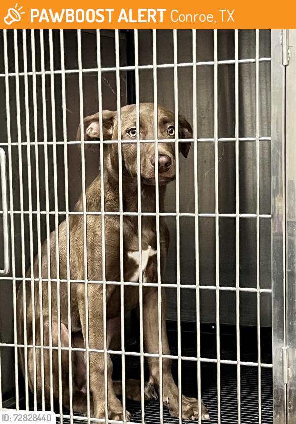 Found/Stray Female Dog last seen College park dr, Conroe, TX 77384