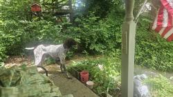 Found/Stray Male Dog last seen DONALDSON AND MAPLE, Chattanooga, TN 37411