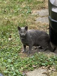 Found/Stray Male Cat last seen Arsenal Ave and Ohio St., Indianapolis, IN 46201