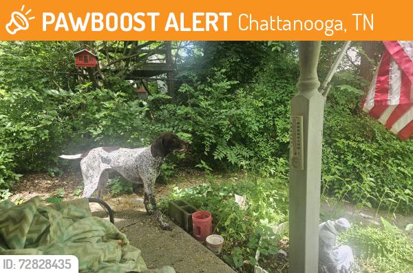 Found/Stray Male Dog last seen DONALDSON AND MAPLE, Chattanooga, TN 37411