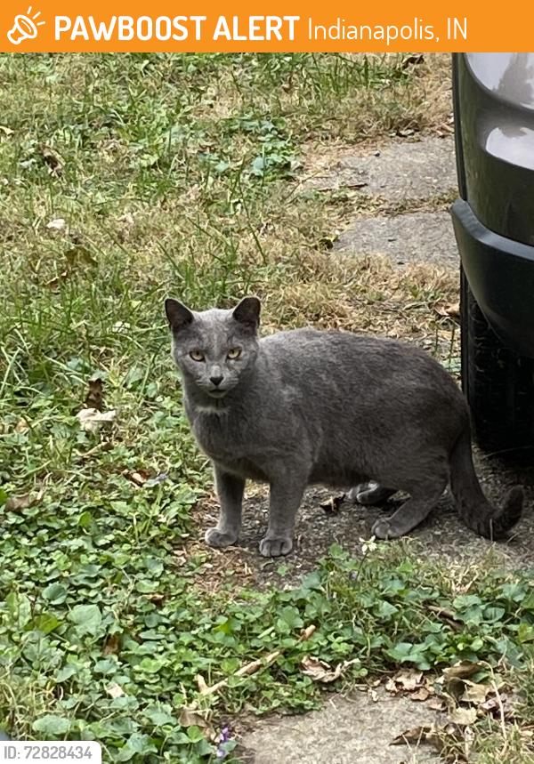 Found/Stray Male Cat last seen Arsenal Ave and Ohio St., Indianapolis, IN 46201