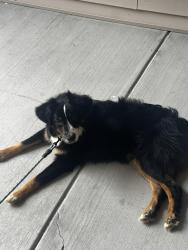 Lost Male Dog last seen Near Hawthorne northwest apmt , Greensboro, NC 27409