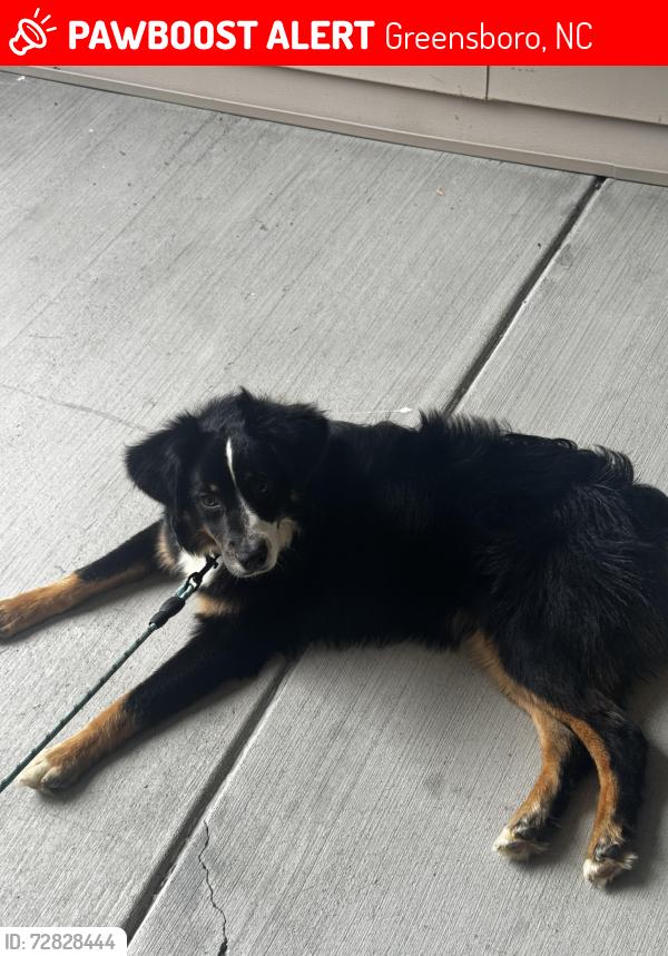 Lost Male Dog last seen Near Hawthorne northwest apmt , Greensboro, NC 27409