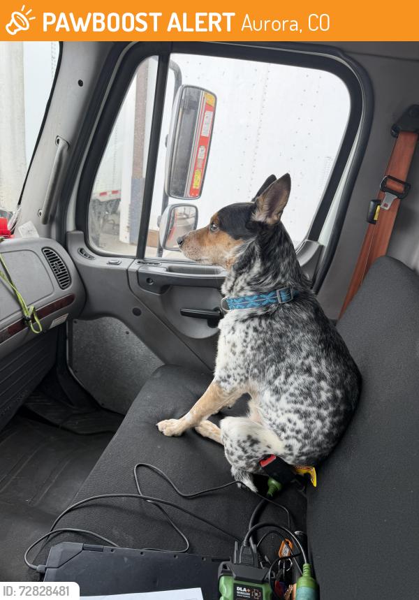 Found/Stray Unknown Dog last seen Aurora sports Park, Aurora, CO 80018