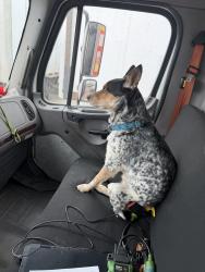 Found/Stray Unknown Dog last seen Aurora sports Park, Aurora, CO 80018