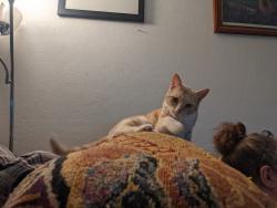 Reunited Female Cat last seen budd Winchester , Campbell, CA 95008