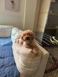 Lost Male Dog last seen Belcastro and Darby , Las Vegas, NV 89117