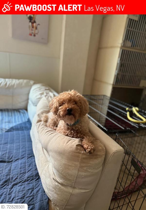 Lost Male Dog last seen Belcastro and Darby , Las Vegas, NV 89117