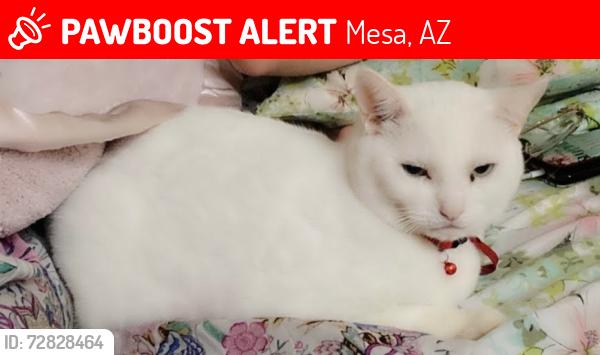 Lost Male Cat last seen East quartz street mesa, az. 85213, Mesa, AZ 85213