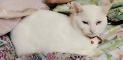 Lost Male Cat last seen East quartz street mesa, az. 85213, Mesa, AZ 85213