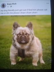 Lost Male Dog last seen Madera Ave and Georgia Cir., Madera, CA 93637