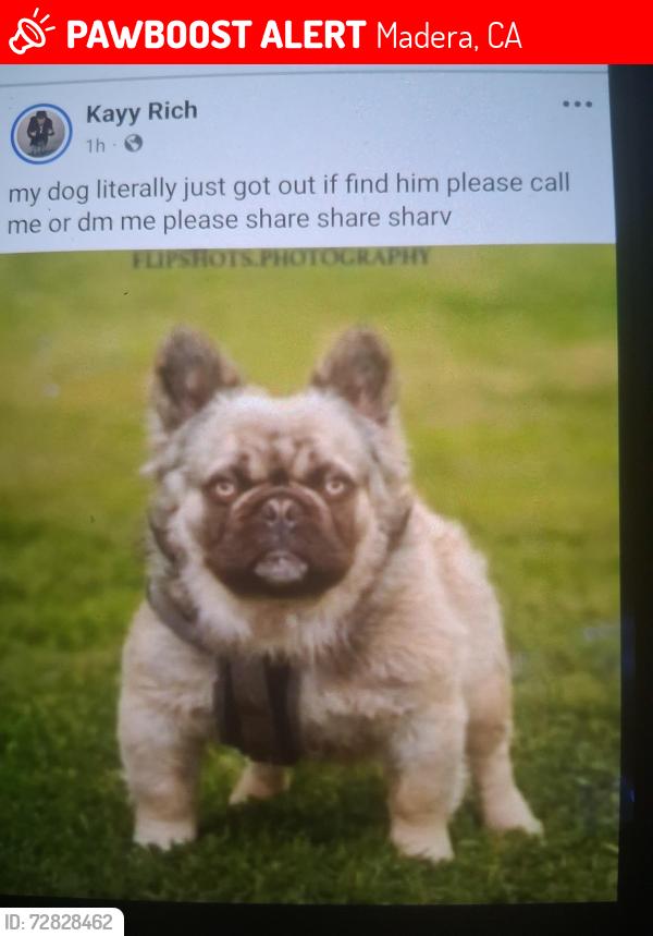 Lost Male Dog last seen Madera Ave and Georgia Cir., Madera, CA 93637