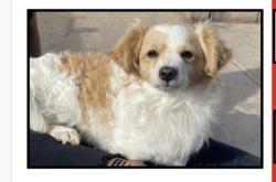 Lost Male Dog last seen calle Allyn / Ave. Holt, Ontario, CA 91764