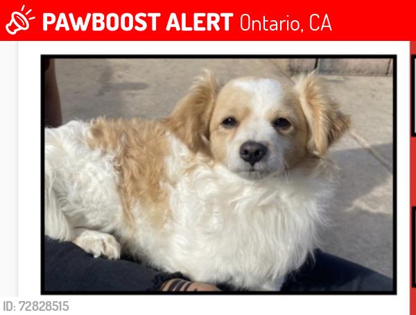 Lost Male Dog last seen calle Allyn / Ave. Holt, Ontario, CA 91764