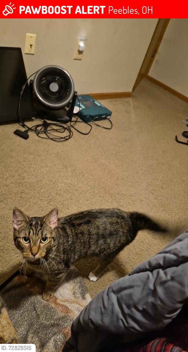 Lost Female Cat last seen Shaker run rd, Peebles, OH 45660