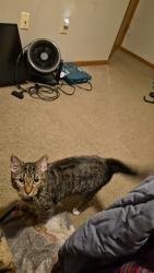 Lost Female Cat last seen Shaker run rd, Peebles, OH 45660