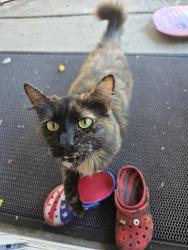 Found/Stray Female Cat last seen Grand Ave, Walnut, CA 91789