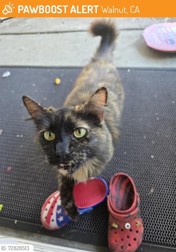 Found/Stray Female Cat last seen Grand Ave, Walnut, CA 91789