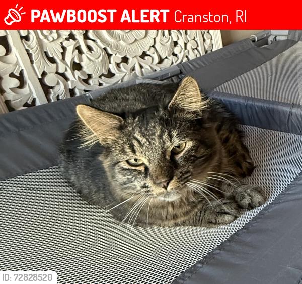 Lost Male Cat last seen Crothers, Cranston, RI 02910
