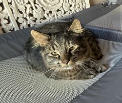 Lost Male Cat last seen Crothers, Cranston, RI 02910