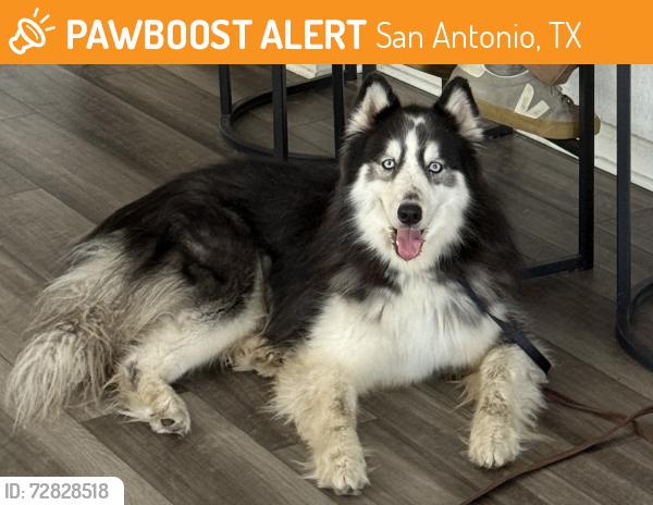 Found/Stray Male Dog last seen 90/211, San Antonio, TX 78252
