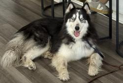 Found/Stray Male Dog last seen 90/211, San Antonio, TX 78252