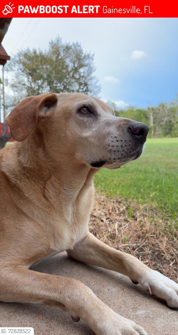 Lost Male Dog last seen Near SW 93rd Ter, Gainesville, FL 32608 United States, Gainesville, FL 32608