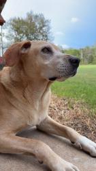 Lost Male Dog last seen Near SW 93rd Ter, Gainesville, FL 32608 United States, Gainesville, FL 32608