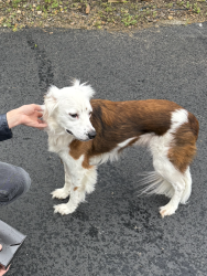 Found/Stray Male Dog last seen Bolivar st and E Congress St. , Denton, TX 76201