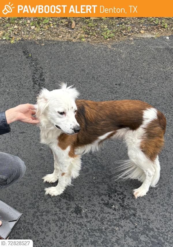Found/Stray Male Dog last seen Bolivar st and E Congress St. , Denton, TX 76201