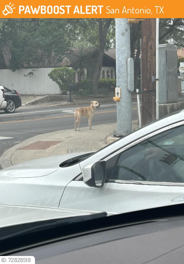Found/Stray Male Dog last seen Near Lockhill ests, West Ave and Larkspur, San Antonio, TX 78213