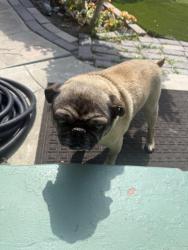 Found/Stray Male Dog last seen Halldale & 65th PL , Los Angeles, CA 90047