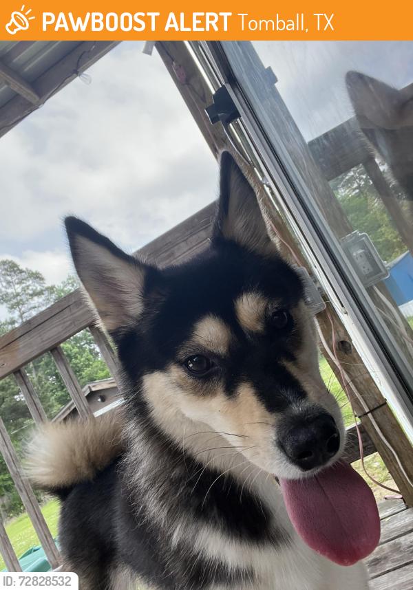 Found/Stray Female Dog last seen Sugarberry place , Tomball, TX 77375